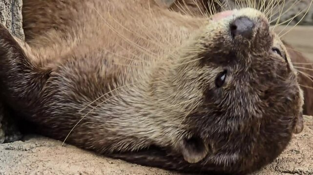 playful otter or known as Aonyx cinereus living around river bank, showcasing its intricate fur texture and natural habitat with its companion
