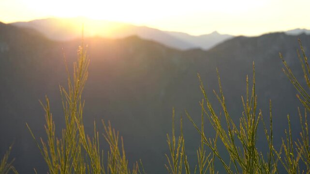 piante mosse dal vento in montagna col tramonto