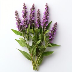 Fototapeta premium Purple Wildflowers Bouquet on White Background