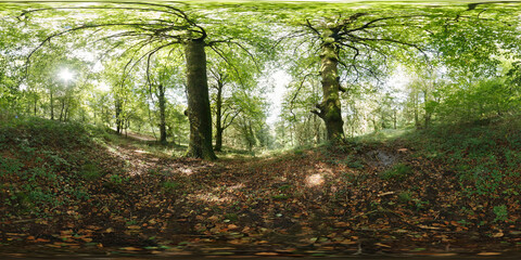 Obraz premium 360º immersive panoramic photography of a forest in autumn