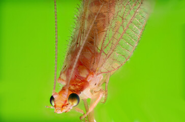 A macro photograph of a green lacewing with delicate, transparent wings and long antennae