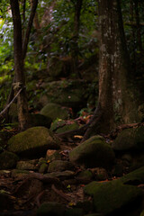 A mossy hiking trail full of rocks in the rainforest of South East Asia