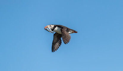 Puffin in flight carrying sand eels, Northumberland, England