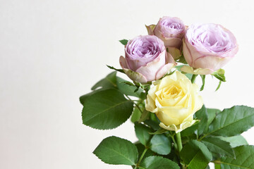 紫と黄色のばら