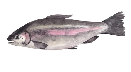 Watercolor illustration of trout fish