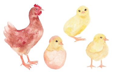 Mom is a chicken with chickens. Watercolor illustration on a white background
