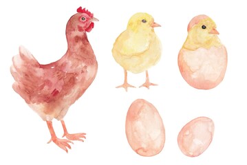 Mom is a chicken with chickens. Watercolor illustration on a white background