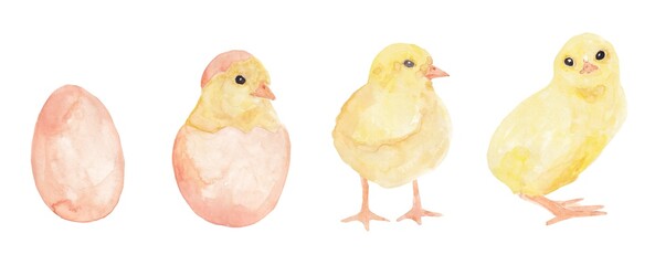 The chicken hatches from the egg. The development of poultry. The process of giving birth to a cute yellow poultry. Watercolor illustrations of chickens