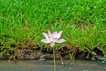 Pink lotus flower in full bloom with lush green grass in the background