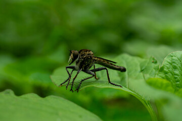 Roberfly on green leaf