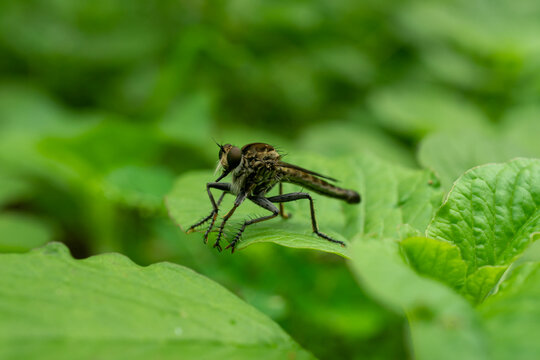 Roberfly on green leaf