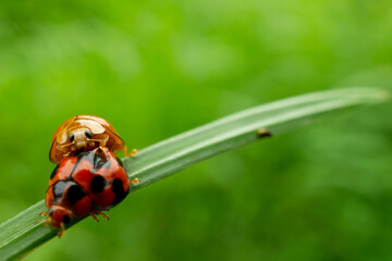 Obraz premium ladybug on green leaf