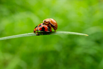 ladybug on green leaf