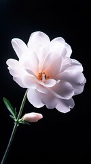 Obraz premium White flower with bee on stem against black backdrop