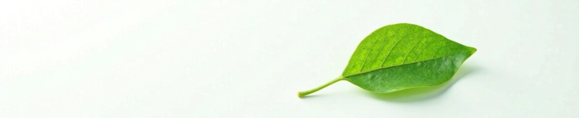 Single neem leaf on white background with shadow, nature photography, leaf, plant leaves