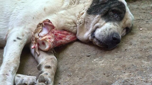 Halloween dog. Giant aggressive dog chewing bone. Sivas kangal dog sleep. Kangal alabai funny sleeping. Security guardian pet. Close up on portrait of dog relaxing, Turkey, kangal.