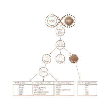 Ayurveda. Theory of manifestation. Purusha, prakriti, elements of ayurveda. Indian alternative medicine. Sattvic, rajasic, tamasic. Infografic. Vector illustration