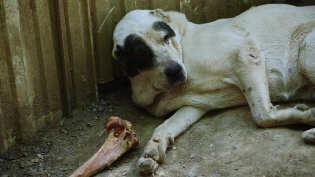 Sivas kangal dog sleep. Kangal alabai dangerous dog funny sleeping. Security guardian dog. Close up on portrait of dog relaxing, Turkey, kangal.
