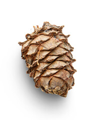 Pine cone isolated on white