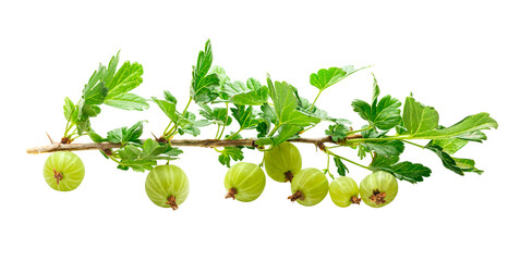 Branch of fresh gooseberry © Sergey Yarochkin