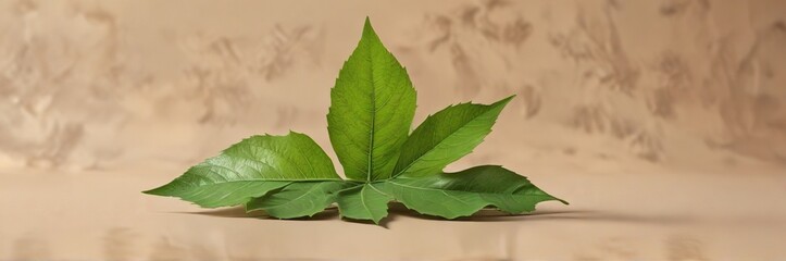 Obraz premium A single green leaf isolated on a light brown background, plant life, foliage