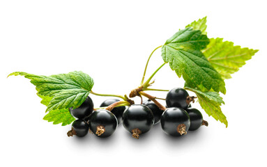 Fresh black currant with leaves