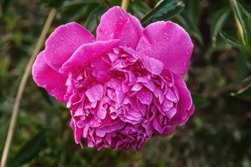 floral background of wet pink peony flower on a flowerbed in the garden after rain