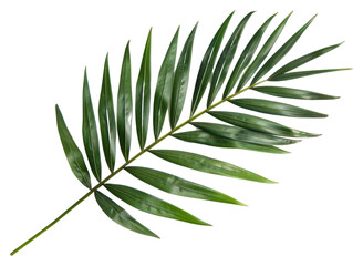 Palm leaf plant tree fern.