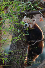 Obraz premium Red panda (Ailurus fulgens) on a tree eating bamboo