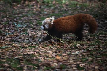 Cute red panda (Ailurus fulgens) walking over leaves