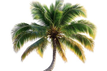 Coconut tree isolated on white background.