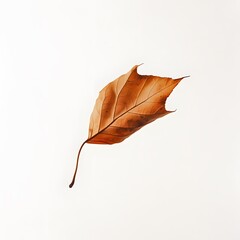A single leaf being carried by the wind, floating through the air against a white background