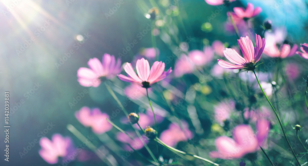 Poster wild purple cosmos flowers in meadow in rays of sunlight on nature macro on dark green background wi