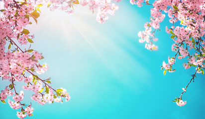 Branches of blossoming pink sakura macro with soft focus on gentle light blue sky background in sunlight with copy space. Beautiful floral image of spring nature.
