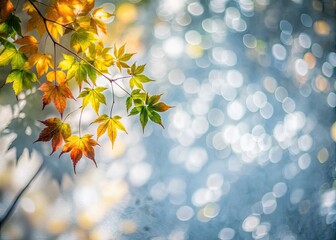 Fototapeta premium Aerial Photography: Abstract Shadow & Light Bokeh Background - Foliage Mockup Banner