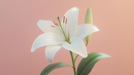 Fototapeta premium Elegant White Lily Flower on Pink Background