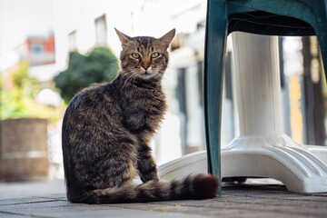 Cat resting by a chair on a sunny day in an outdoor cafe area