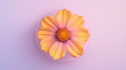 Yellow Cosmos Flower on Pastel Background