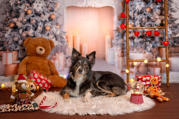 Chien de race border collie dans un studio de noel 