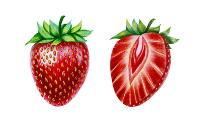 Strawberry watercolor illustration. Hand drawn ripe red berry on isolated background. For packaging and recipe design.