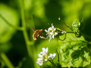 Dark-edged Bee-fly Feeding on Garlic Mustard