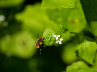 Dark-edged Bee-fly Feeding on Garlic Mustard