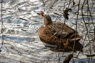 Ente auf dem Wasser