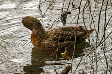 Stockente am Ufer zwischen Zweigen und Schilf
