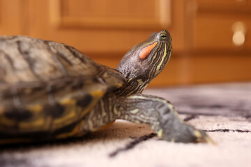 People care for and play with a pet red-eared turtle.