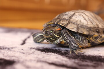 People care for and play with a pet red-eared turtle.