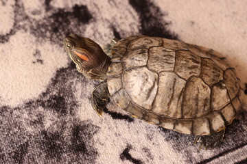 People care for and play with a pet red-eared turtle.