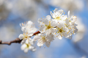 スモモの花開花