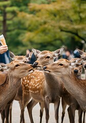 Obraz premium A lively scene in Nara Park where a group of deer surrounds a surprised visitor holding shika senbei, creating a playful and chaotic moment. 