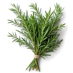 Fototapeta premium A cluster of fragrant rosemary sprigs with needle-like leaves